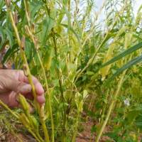 Instan a la utilización de abono verde para producción de sésamo