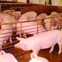 Exportaciones de cerdo ascienden a US$ 4,7 millones hasta agosto
