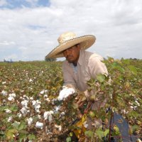 Estiman que 30 mil hectáreas de algodón serán cultivadas este año