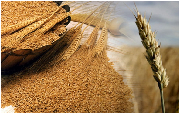Importación de trigo extra Mercosur del Brasil traería consecuencias  negativas al país | agroParaguaya.com